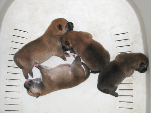 Nagaregumo Kennel - Chiots Akari Of Nagaregumo par Kazakoshi no Teruharu go Yokohama Atsumi - 15 Août 2009 - J02