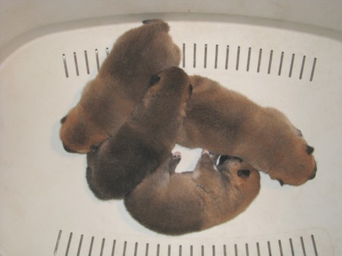 Nagaregumo Kennel - Chiots Akari Of Nagaregumo par Kazakoshi no Teruharu go Yokohama Atsumi - 15 Août 2009 - J+12