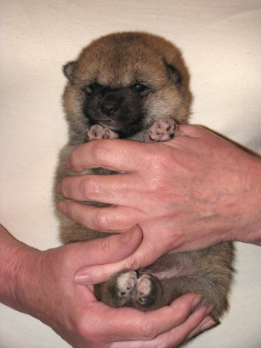 Nagaregumo Kennel - Chiots Akari Of Nagaregumo par Kazakoshi no Teruharu go Yokohama Atsumi - 15 Août 2009 - Mâle 1 - J 17