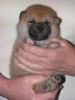 Nagaregumo Kennel - Chiots Akari Of Nagaregumo par Kazakoshi no Teruharu go Yokohama Atsumi - 15 Août 2009 - Male 2 - J 17