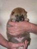 Nagaregumo Kennel - Chiots Akari Of Nagaregumo par Kazakoshi no Teruharu go Yokohama Atsumi - 15 Août 2009 - Male 3 - J 17