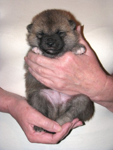 Nagaregumo Kennel - Chiots Akari Of Nagaregumo par Kazakoshi no Teruharu go Yokohama Atsumi - 15 Août 2009 - Mâle 4 - J 17