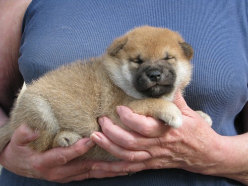 Nagaregumo Kennel - Chiots Akari Of Nagaregumo par Kazakoshi no Teruharu go Yokohama Atsumi - 15 Août 2009 - Mâle 2 - J 23
