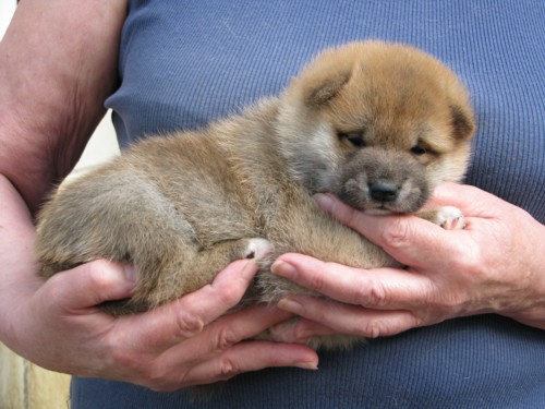Nagaregumo Kennel - Chiots Akari Of Nagaregumo par Kazakoshi no Teruharu go Yokohama Atsumi - 15 Août 2009 - Mâle 3 - J 23