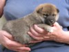 Nagaregumo Kennel - Chiots Akari Of Nagaregumo par Kazakoshi no Teruharu go Yokohama Atsumi - 15 Août 2009 - Mâle 4 - J 23