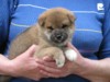 Nagaregumo Kennel - Chiots Akari Of Nagaregumo par Kazakoshi no Teruharu go Yokohama Atsumi - 15 Août 2009 - Mâle 1 - J 29