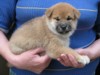 Nagaregumo Kennel - Chiots Akari Of Nagaregumo par Kazakoshi no Teruharu go Yokohama Atsumi - 15 Août 2009 - Mâle 2 - J 29