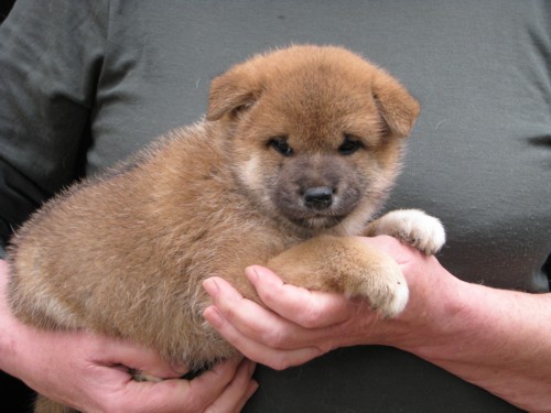 Nagaregumo Kennel - Chiots Akari Of Nagaregumo par Kazakoshi no Teruharu go Yokohama Atsumi - 15 Août 2009 - Mâle 1 - J 36
