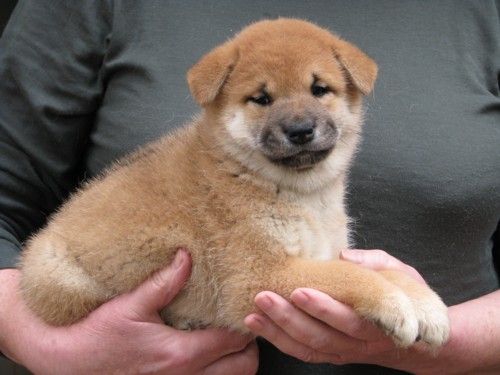 Nagaregumo Kennel - Chiots Akari Of Nagaregumo par Kazakoshi no Teruharu go Yokohama Atsumi - 15 Août 2009 - Mâle 2 - J 36