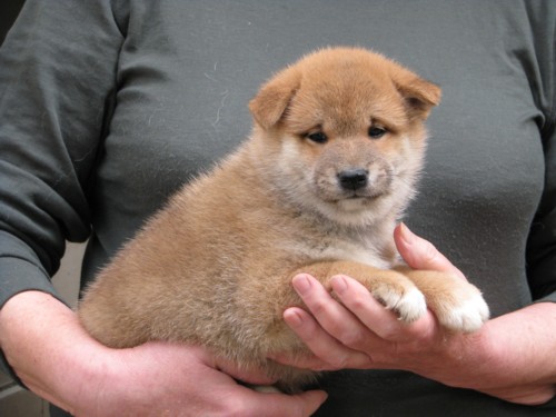 Nagaregumo Kennel - Chiots Akari Of Nagaregumo par Kazakoshi no Teruharu go Yokohama Atsumi - 15 Août 2009 - Mâle 3 - J 36