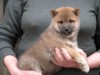 Nagaregumo Kennel - Chiots Akari Of Nagaregumo par Kazakoshi no Teruharu go Yokohama Atsumi - 15 Août 2009 - Mâle 4 - J 36