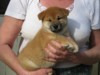 Nagaregumo Kennel - Chiots Akari Of Nagaregumo par Kazakoshi no Teruharu go Yokohama Atsumi - 15 Août 2009 - Mâle 2 - J 44