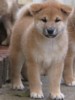 Nagaregumo Kennel - Chiots Akari Of Nagaregumo par Kazakoshi no Teruharu go Yokohama Atsumi - 15 Août 2009 - Mâle 2 - J 51