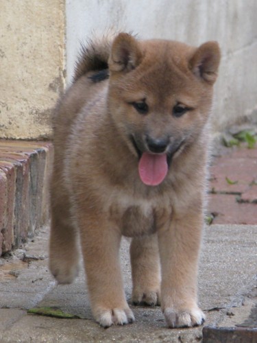 Nagaregumo Kennel - Chiots Akari Of Nagaregumo par Kazakoshi no Teruharu go Yokohama Atsumi - 15 Août 2009 - Mâle 4 - J 51