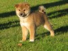 Nagaregumo Kennel - Chiots Akari Of Nagaregumo par Kazakoshi no Teruharu go Yokohama Atsumi - 15 Août 2009 - Mâle 1 - J 59 - Enya