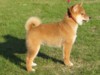 Nagaregumo Kennel - Chiots Akari Of Nagaregumo par Kazakoshi no Teruharu go Yokohama Atsumi - 15 Août 2009 - Mâle 3 - J 59 - Edo