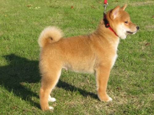 Nagaregumo Kennel - Chiots Akari Of Nagaregumo par Kazakoshi no Teruharu go Yokohama Atsumi - 15 Août 2009 - Mâle 3 - J 59 - Edo