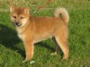 Nagaregumo Kennel - Chiots Akari Of Nagaregumo par Kazakoshi no Teruharu go Yokohama Atsumi - 15 Août 2009 - Mâle 4 - J 59 - Egi