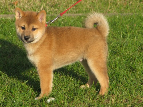 Nagaregumo Kennel - Chiots Akari Of Nagaregumo par Kazakoshi no Teruharu go Yokohama Atsumi - 15 Août 2009 - Mâle 4 - J 59 - Egi