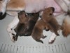 Nagaregumo Kennel - Chiots Akari Of Nagaregumo par Kazakoshi no Teruharu go Yokohama Atsumi - 15 Août 2009 - J
