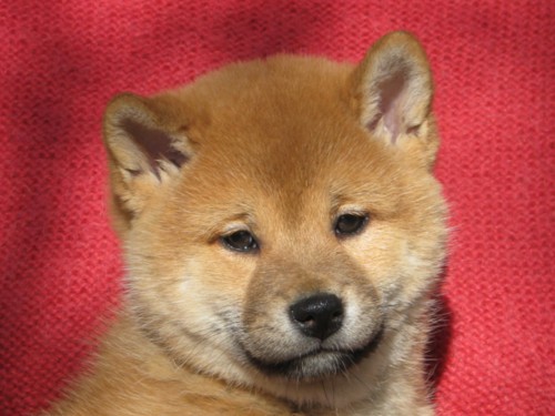 Nagaregumo Kennel - Chiots Chiyohime Of Nagaregumo par Kazakoshi no Teruharu go Yokohama Atsumi - 7 Septembre 2009 - Femelle - J 46