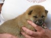 Nagaregumo Kennel - Chiots Chiyohime Of Nagaregumo par Kazakoshi no Teruharu go Yokohama Atsumi - 7 Septembre 2009 - Femelle - J 21