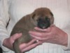 Nagaregumo Kennel - Chiots Hinahime Go Iiyama Hakuryuusou par Kazakoshi no Teruharu go Yokohama Atsumi - 15 Novembre 2009 - J + 19 - Femelle