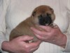 Nagaregumo Kennel - Chiots Hinahime Go Iiyama Hakuryuusou par Kazakoshi no Teruharu go Yokohama Atsumi - 15 Novembre 2009 - J + 19 - Mâle3