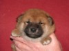 Nagaregumo Kennel - Chiots Hinahime Go Iiyama Hakuryuusou par Kazakoshi no Teruharu go Yokohama Atsumi - 15 Novembre 2009 - J + 28 - Mâle1