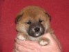 Nagaregumo Kennel - Chiots Hinahime Go Iiyama Hakuryuusou par Kazakoshi no Teruharu go Yokohama Atsumi - 15 Novembre 2009 - J + 28 - Mâle2