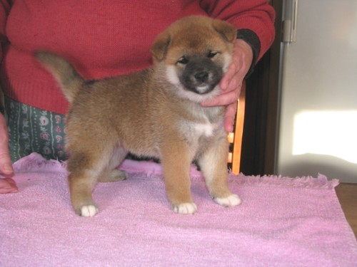 Nagaregumo Kennel - Chiots Hinahime Go Iiyama Hakuryuusou par Kazakoshi no Teruharu go Yokohama Atsumi - 15 Novembre 2009 - J + 34 - Femelle
