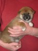 Nagaregumo Kennel - Chiots Hinahime Go Iiyama Hakuryuusou par Kazakoshi no Teruharu go Yokohama Atsumi - 15 Novembre 2009 - J + 34 - Femelle