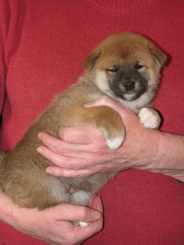 Nagaregumo Kennel - Chiots Hinahime Go Iiyama Hakuryuusou par Kazakoshi no Teruharu go Yokohama Atsumi - 15 Novembre 2009 - J + 34 - Femelle