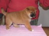 Nagaregumo Kennel - Chiots Hinahime Go Iiyama Hakuryuusou par Kazakoshi no Teruharu go Yokohama Atsumi - 15 Novembre 2009 - J + 34 - Mâle3-1
