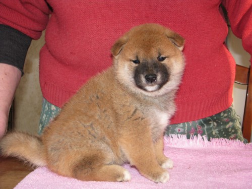 Nagaregumo Kennel - Chiots Hinahime Go Iiyama Hakuryuusou par Kazakoshi no Teruharu go Yokohama Atsumi - 15 Novembre 2009 - J + 34 - Mâle4