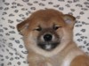 Nagaregumo Kennel - Chiots Hinahime Go Iiyama Hakuryuusou par Kazakoshi no Teruharu go Yokohama Atsumi - 15 Novembre 2009 - J + 42 - Mâle2