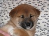 Nagaregumo Kennel - Chiots Hinahime Go Iiyama Hakuryuusou par Kazakoshi no Teruharu go Yokohama Atsumi - 15 Novembre 2009 - J + 42 - Mâle3