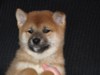 Nagaregumo Kennel - Chiots Hinahime Go Iiyama Hakuryuusou par Kazakoshi no Teruharu go Yokohama Atsumi - 15 Novembre 2009 - J + 51 - Femelle