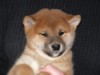 Nagaregumo Kennel - Chiots Hinahime Go Iiyama Hakuryuusou par Kazakoshi no Teruharu go Yokohama Atsumi - 15 Novembre 2009 - J + 51 - Mâle2